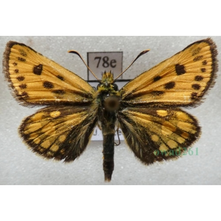Carterocephalus silvicola (Meigen, 1829) male Kosternik leśniak Poland78e